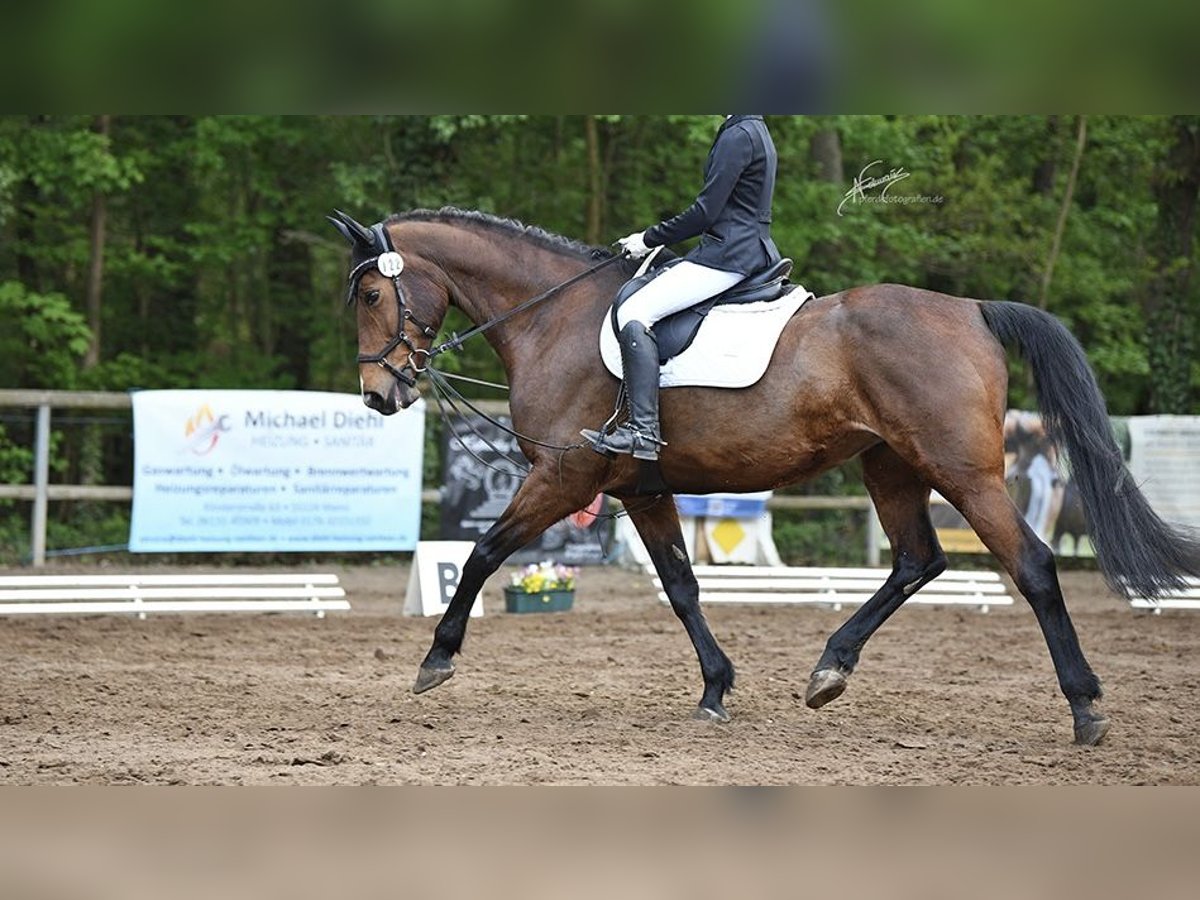 KWPN Stute 15 Jahre 169 cm Brauner in Mainz