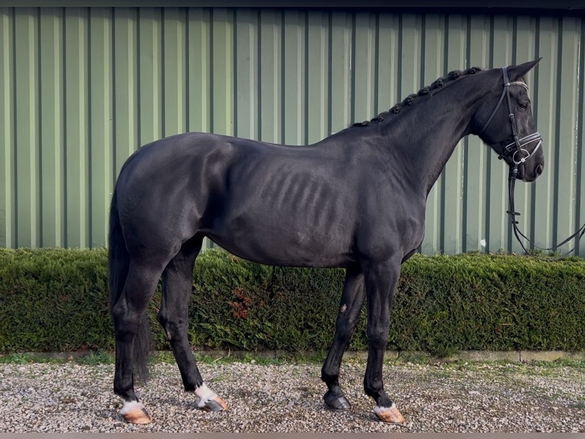 KWPN Stute 15 Jahre 170 cm Rappe in Oud Gastel