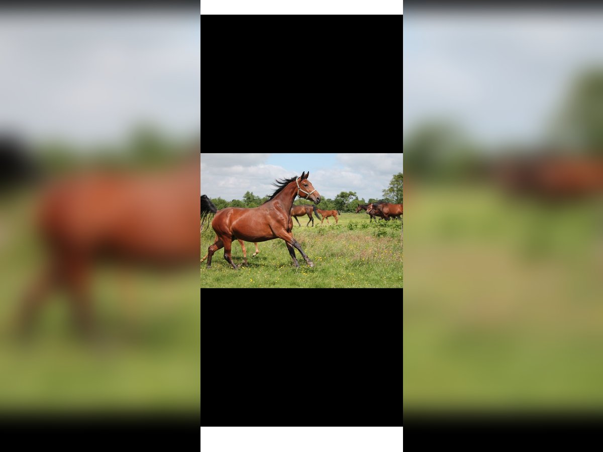 KWPN Stute 16 Jahre 162 cm Brauner in Kalmthout