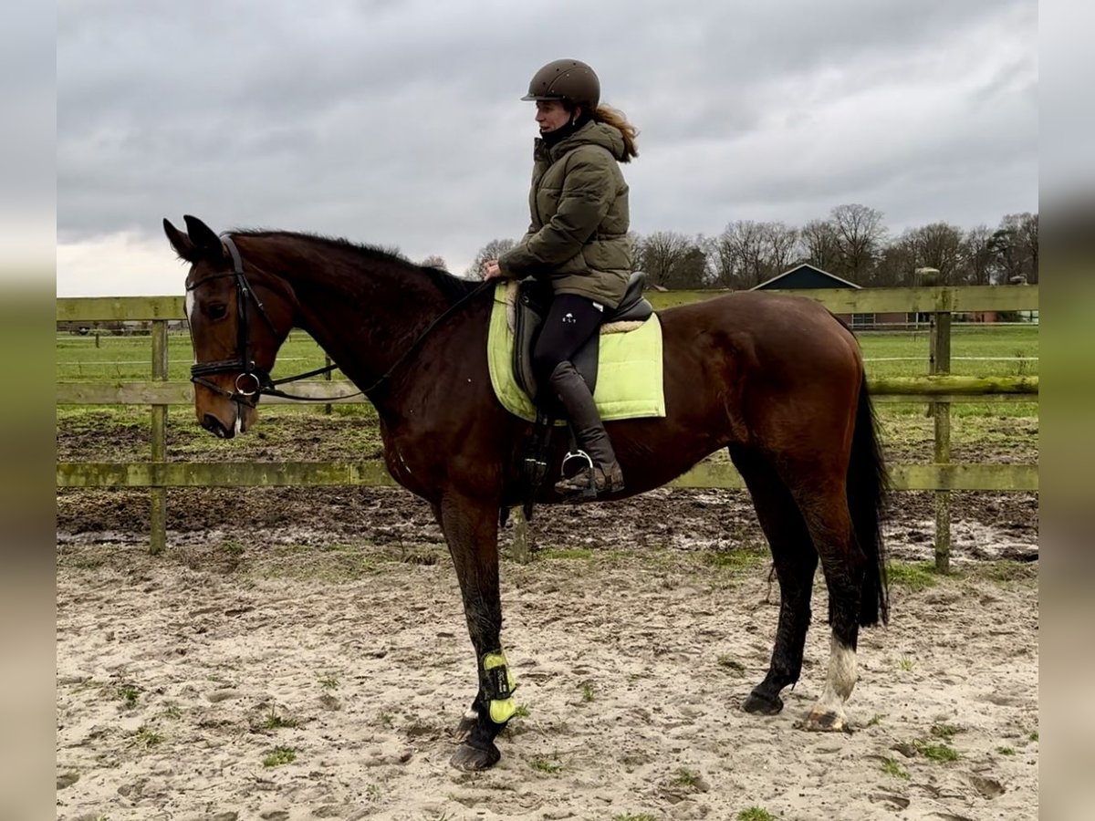 KWPN Stute 16 Jahre 168 cm Brauner in Barneveld