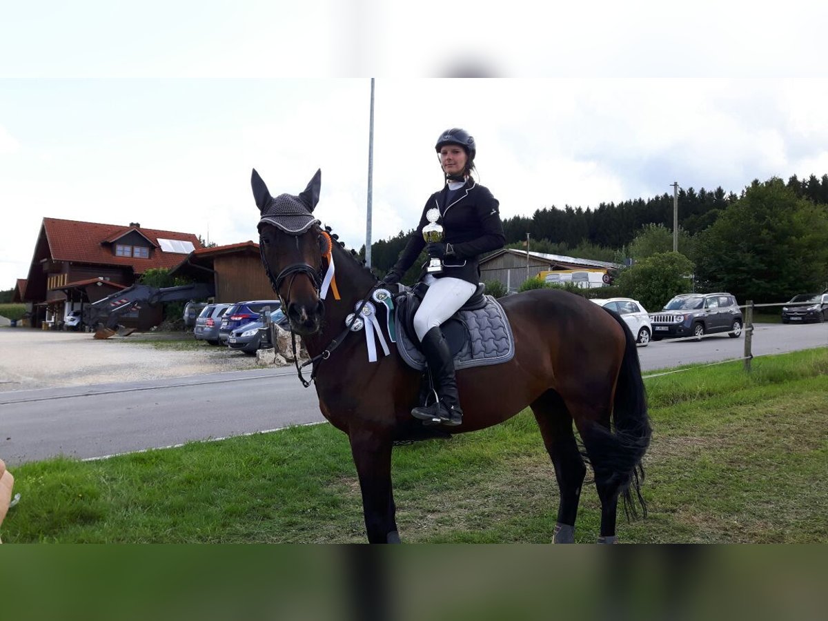 KWPN Stute 16 Jahre 168 cm Dunkelbrauner in Bissingen/ Zoltingen