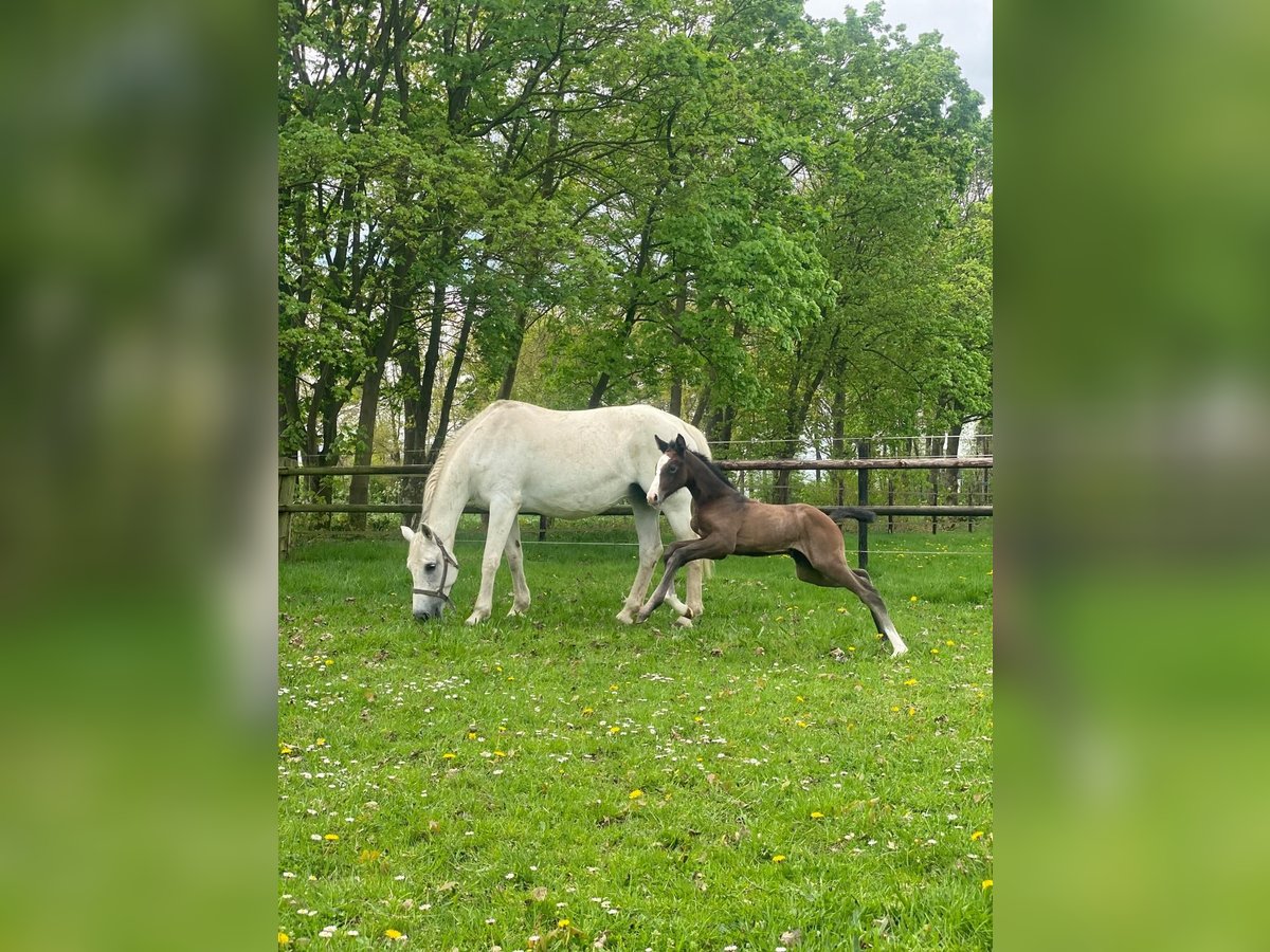 KWPN Mix Stute 16 Jahre 168 cm Schimmel in Eibergen