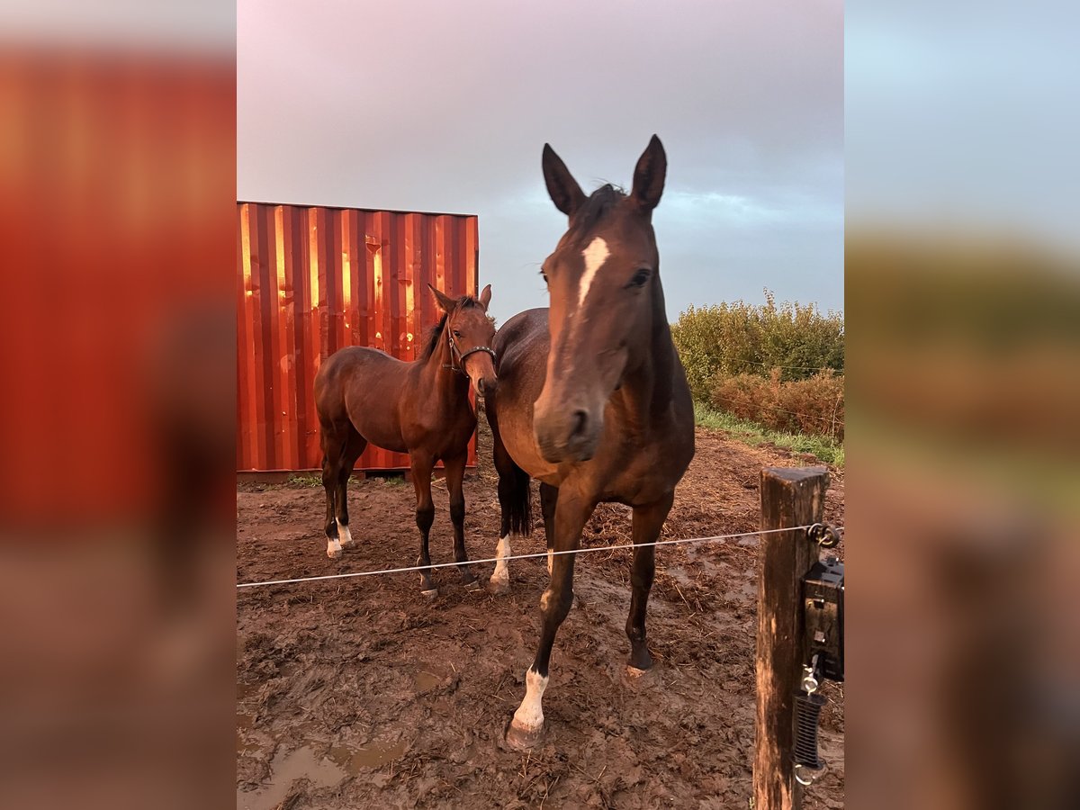 KWPN Stute 16 Jahre 168 cm Schwarzbrauner in Fexhe-le-Haut-Clocher