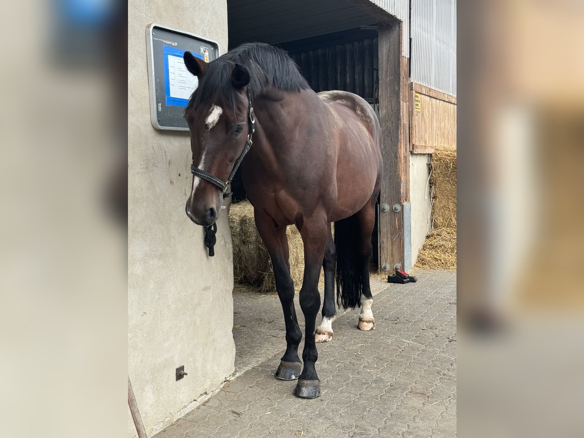 KWPN Stute 17 Jahre 165 cm Dunkelbrauner in Neuwied