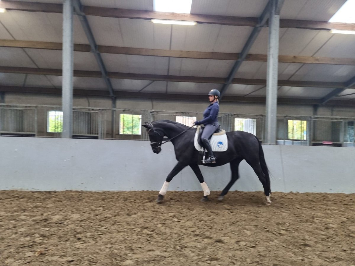 KWPN Stute 17 Jahre 165 cm Rappe in Ossenisse KWPN Stute 17 Jahre 165 cm Rappe in Ossenisse
