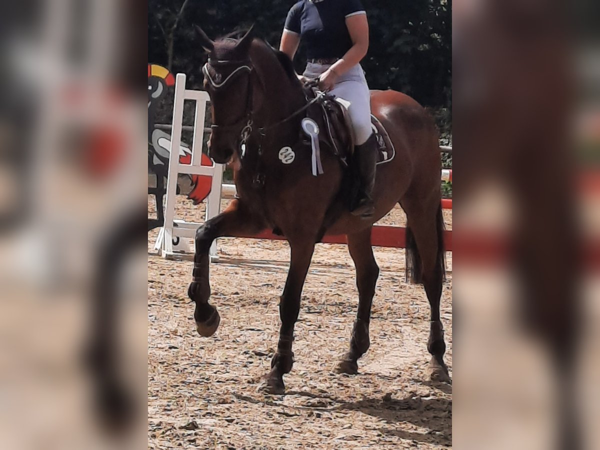 KWPN Stute 17 Jahre 170 cm Brauner in Leverkusen KWPN Stute 17 Jahre 170 cm Brauner in Leverkusen