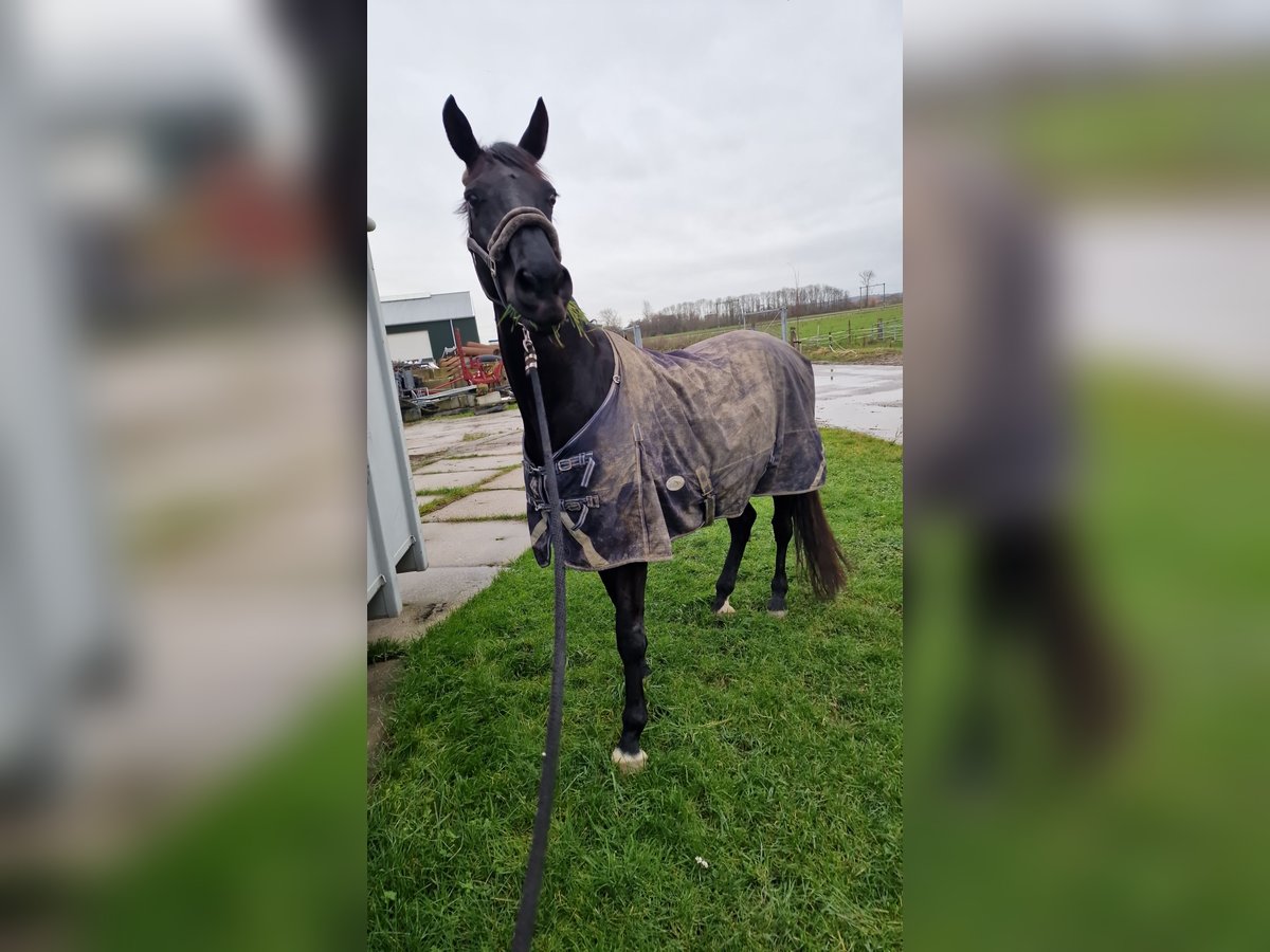 KWPN Stute 17 Jahre 170 cm Schwarzbrauner in Heteren