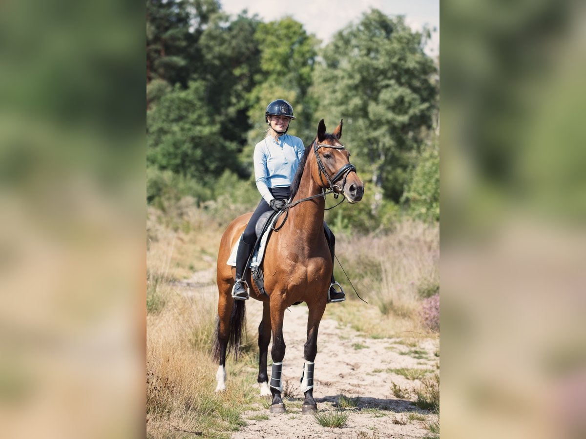 KWPN Stute 19 Jahre 165 cm Brauner in Heesch