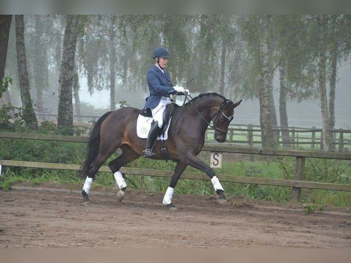 KWPN Stute 19 Jahre 165 cm Dunkelbrauner in Keijenborg