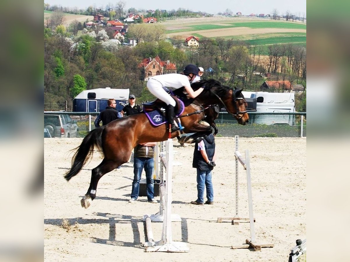 KWPN Stute 19 Jahre 168 cm Schwarzbrauner in Piaseczno