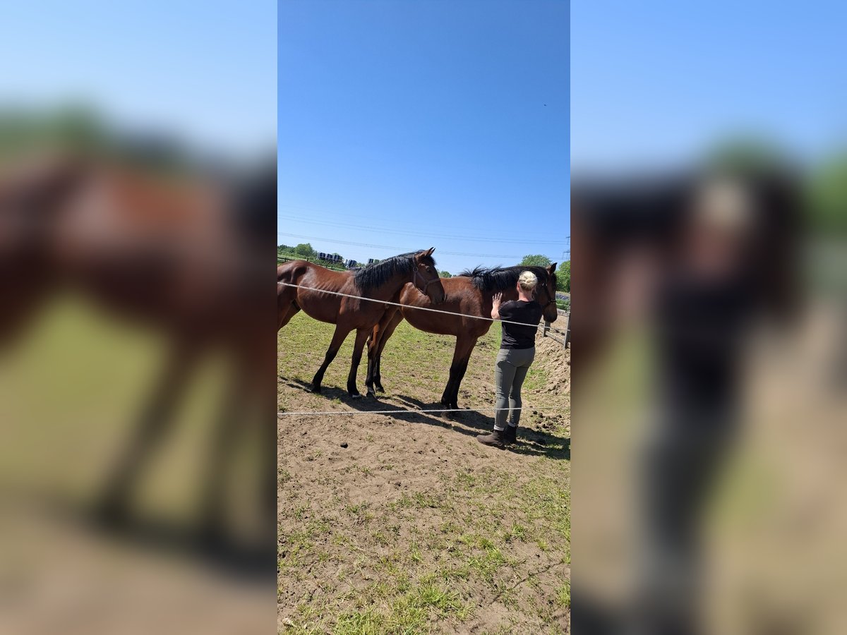 KWPN Stute 1 Jahr 160 cm Brauner in Keijenborg