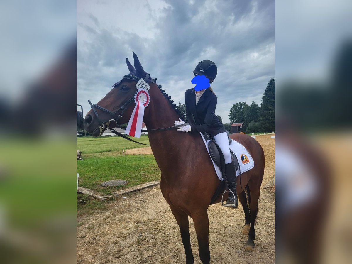 KWPN Stute 20 Jahre 156 cm Brauner in Obersch&#xF6;negg