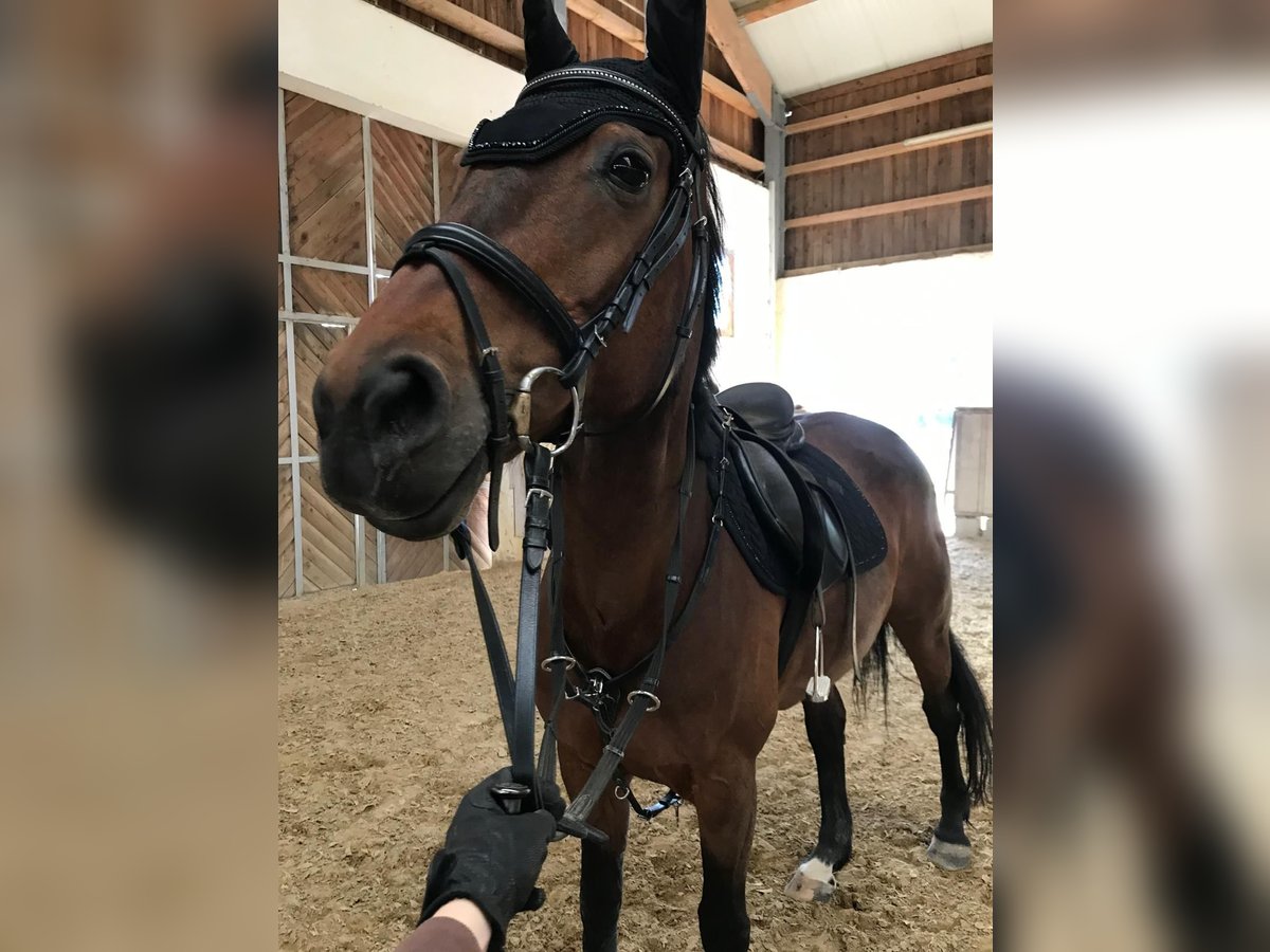 KWPN Stute 20 Jahre 160 cm Brauner in Obersch&#xF6;negg