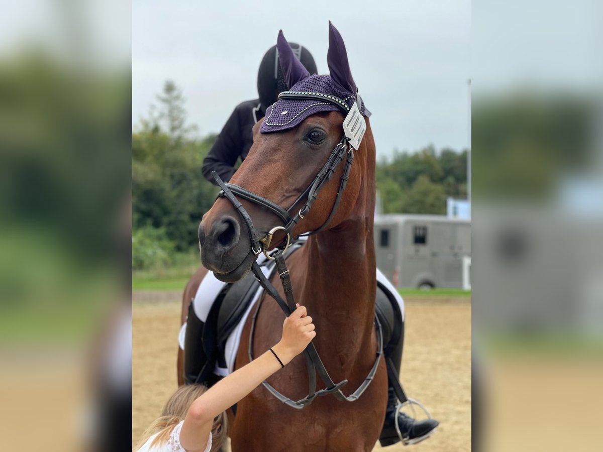 KWPN Stute 20 Jahre 162 cm Brauner in Obersch&#xF6;negg