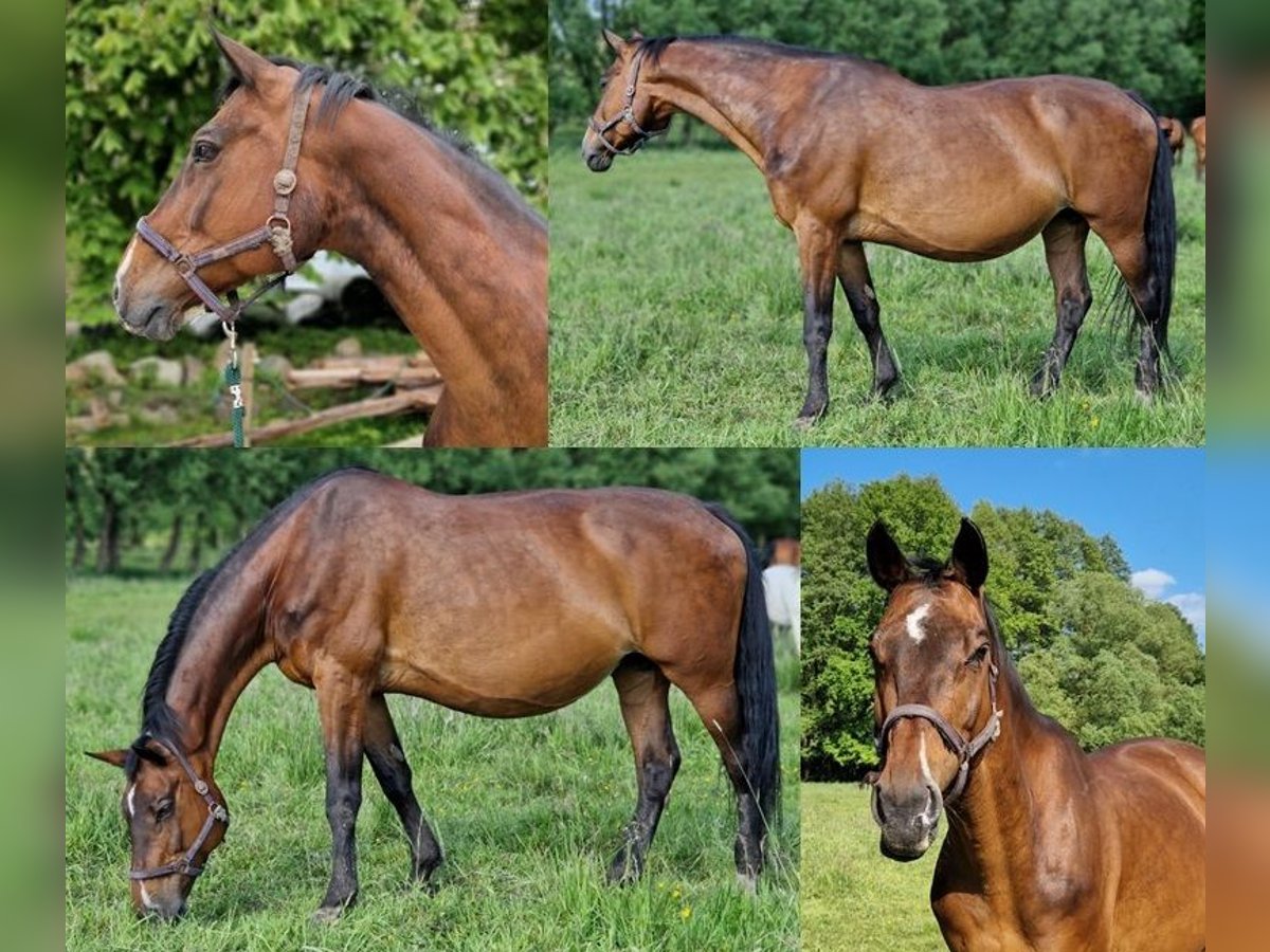 KWPN Stute 21 Jahre 173 cm Brauner in Schnega KWPN Stute 21 Jahre 173 cm Brauner in Schnega