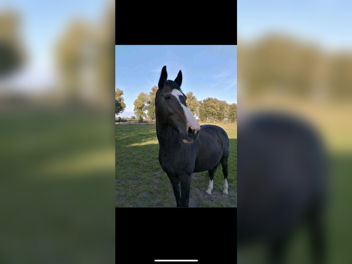KWPN Stute 21 Jahre 175 cm Schwarzbrauner in Quickborn