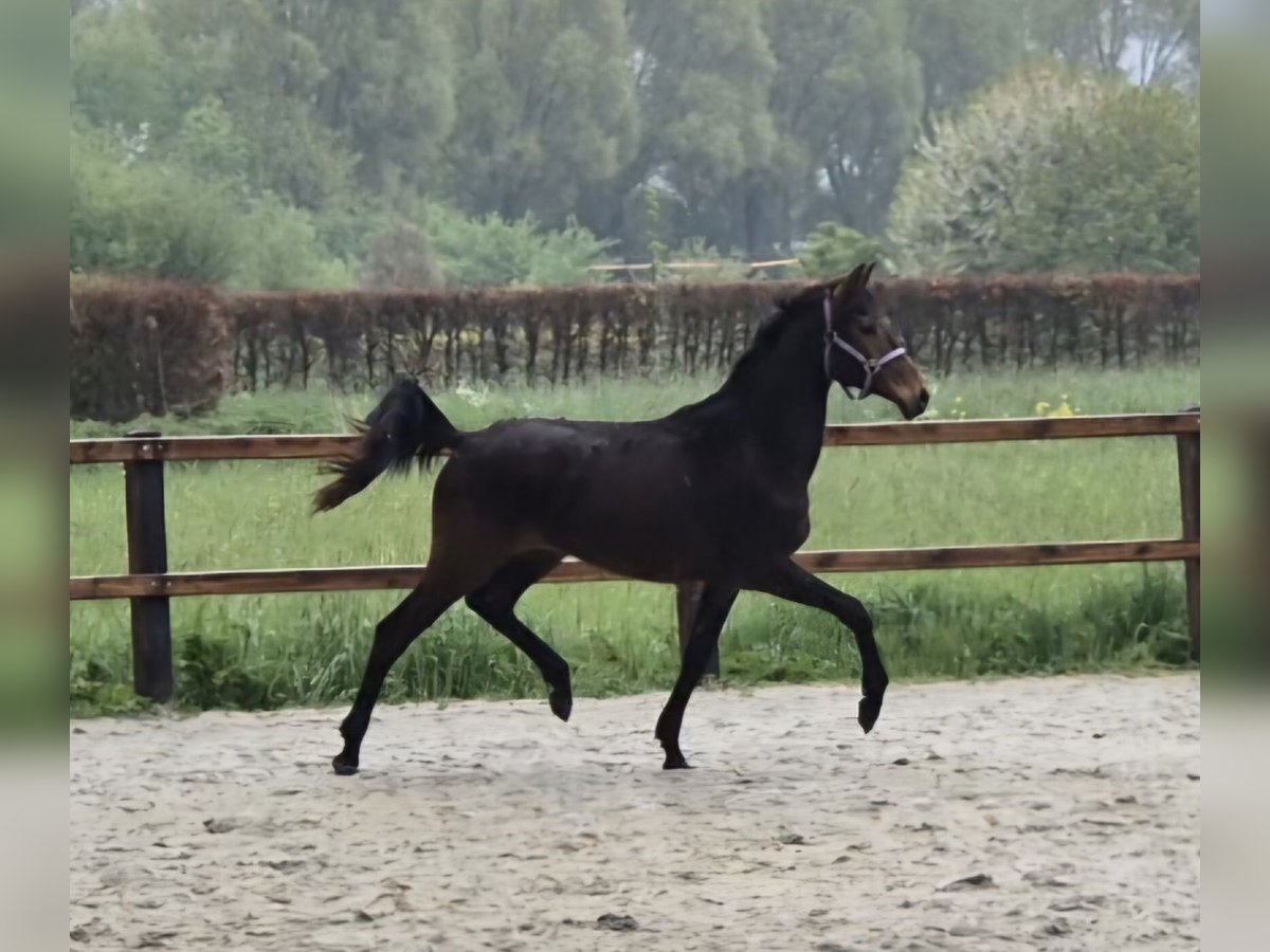 KWPN Stute 2 Jahre 150 cm Brauner in Sleeuwijk