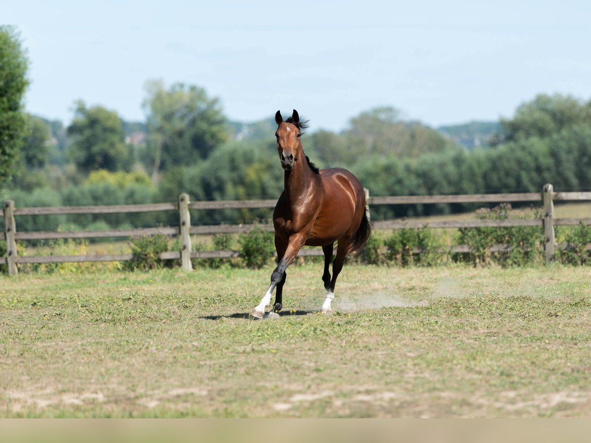 KWPN Stute 2 Jahre 161 cm Dunkelbrauner in Lierde