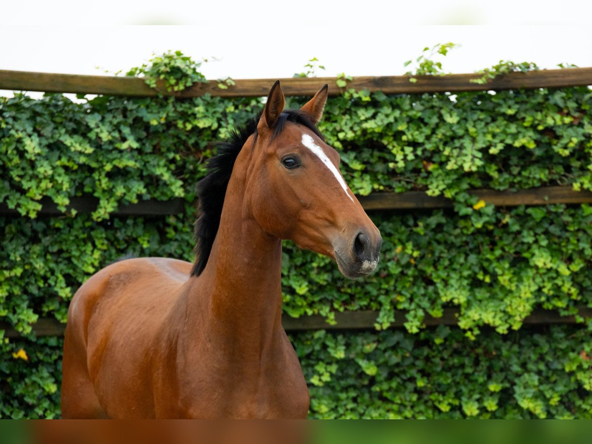 KWPN Stute 2 Jahre 162 cm Brauner in Waddinxveen KWPN Stute 2 Jahre 162 cm Brauner in Waddinxveen