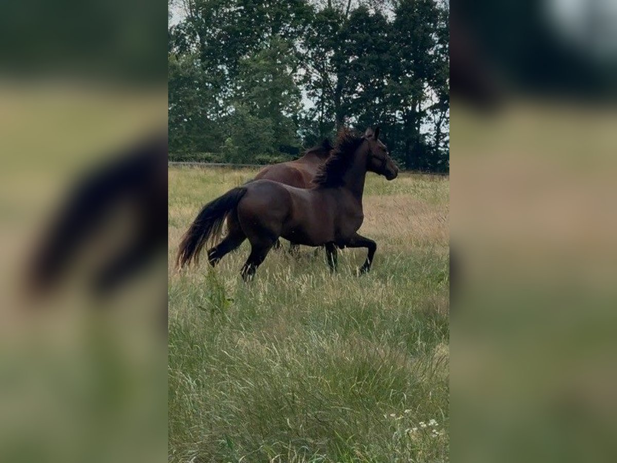 KWPN Stute 2 Jahre 162 cm Dunkelbrauner in Veghel