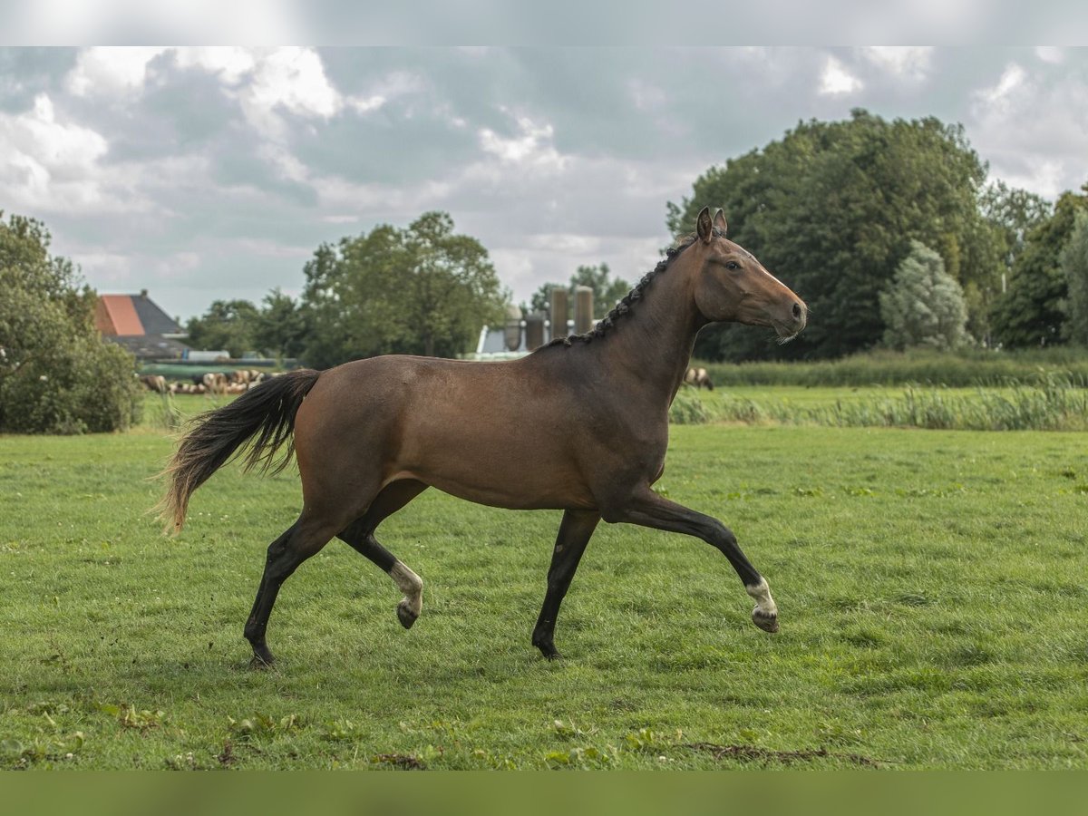 KWPN Stute 2 Jahre 163 cm Brauner in Aldeboarn