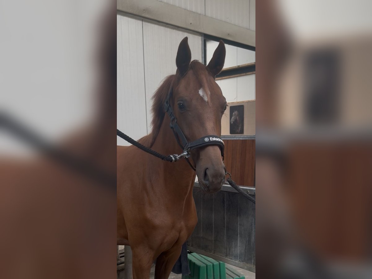 KWPN Stute 2 Jahre Fuchs in Baarle Nassau