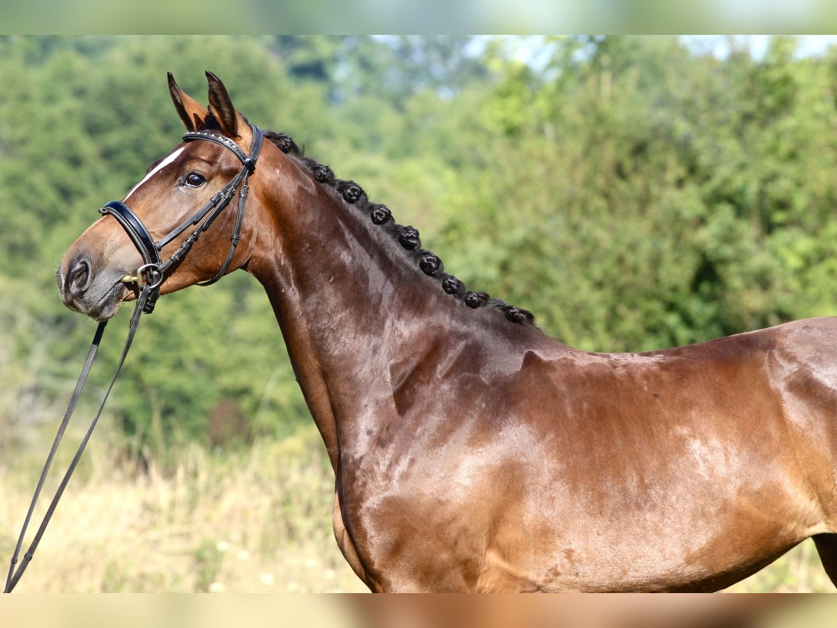KWPN Stute 3 Jahre 155 cm Brauner in Rochechouart