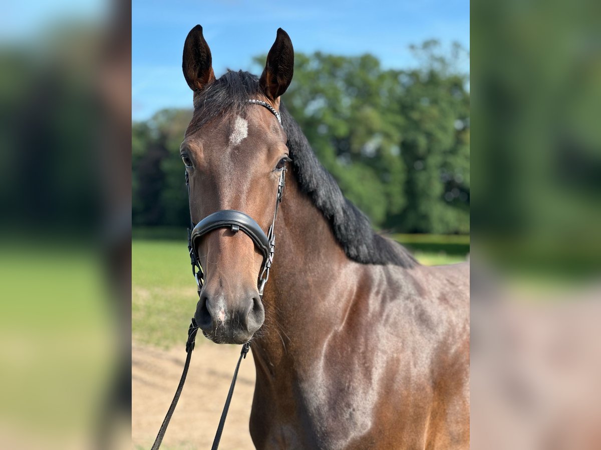 KWPN Stute 3 Jahre 159 cm Brauner in Kerken