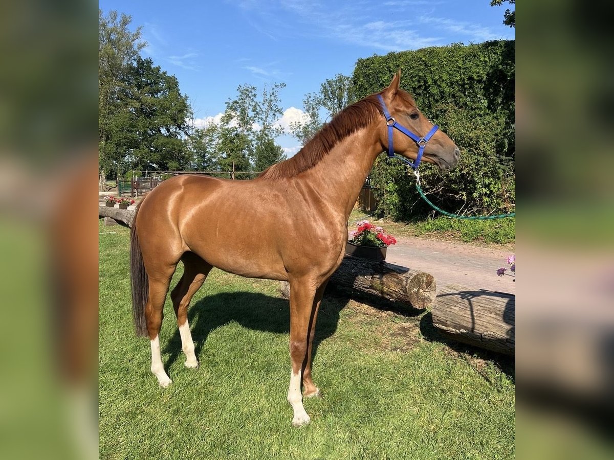 KWPN Stute 3 Jahre 160 cm Fuchs in Neuried