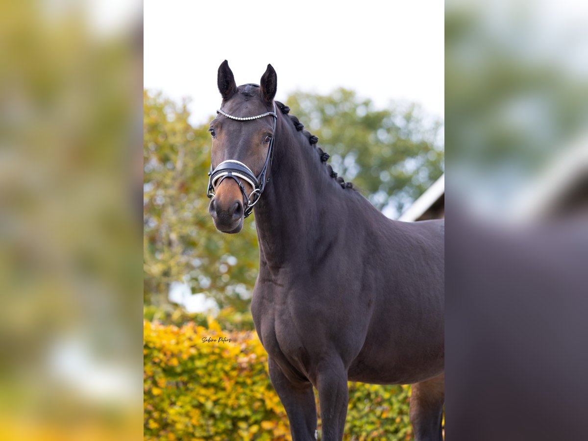 KWPN Stute 3 Jahre 162 cm Schwarzbrauner in Goch