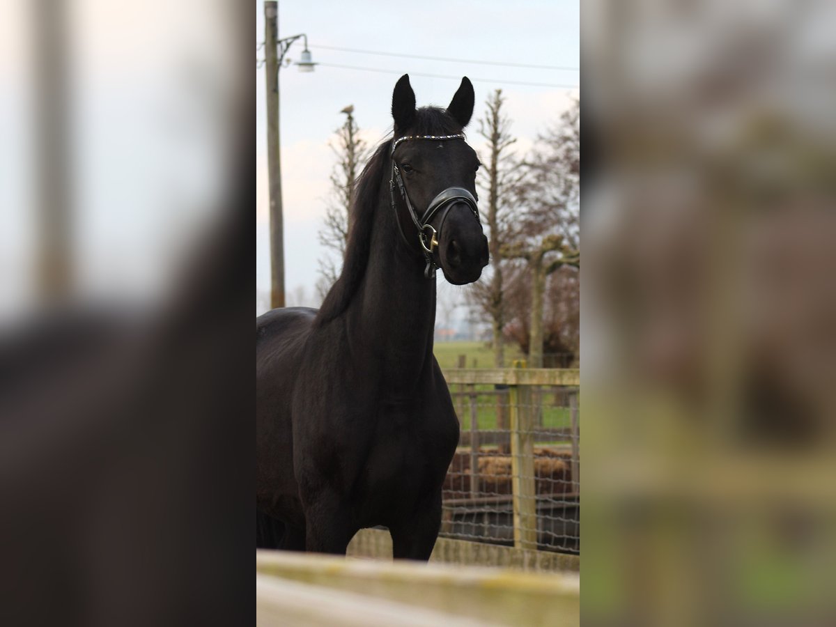 KWPN Stute 3 Jahre 163 cm Rappe in Groot-Ammers