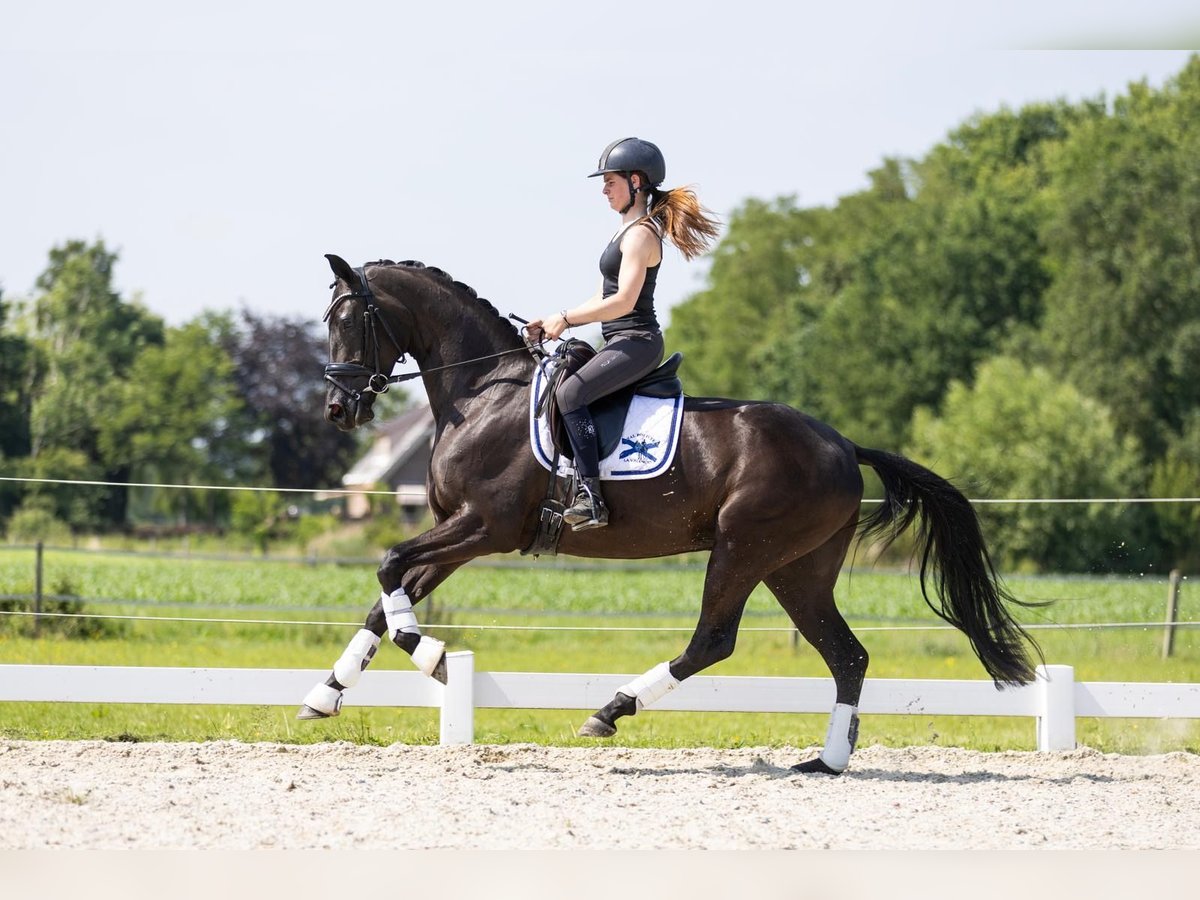 KWPN Stute 3 Jahre 163 cm Rappe in Vledderveen