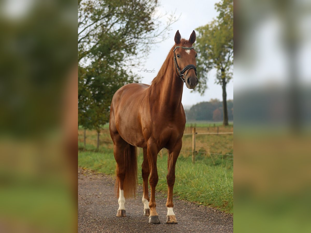 KWPN Stute 3 Jahre 164 cm Fuchs in Zegge