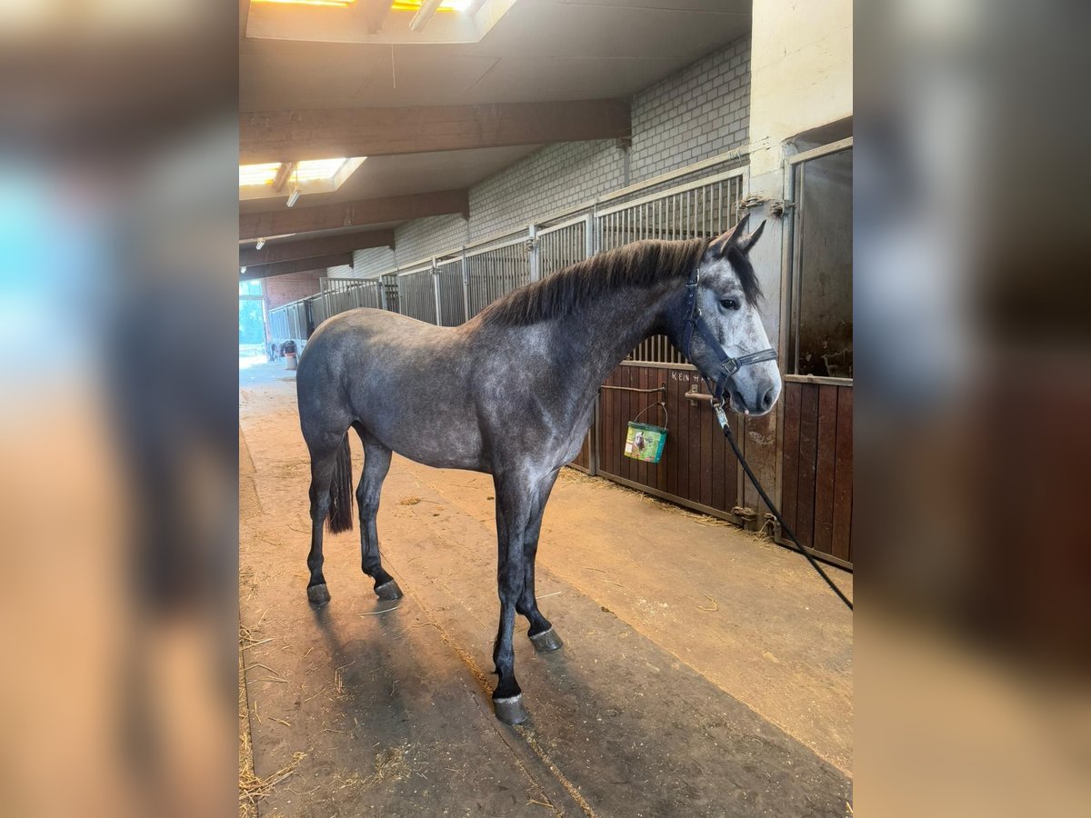 KWPN Stute 3 Jahre 164 cm Schimmel in Grevenbroich