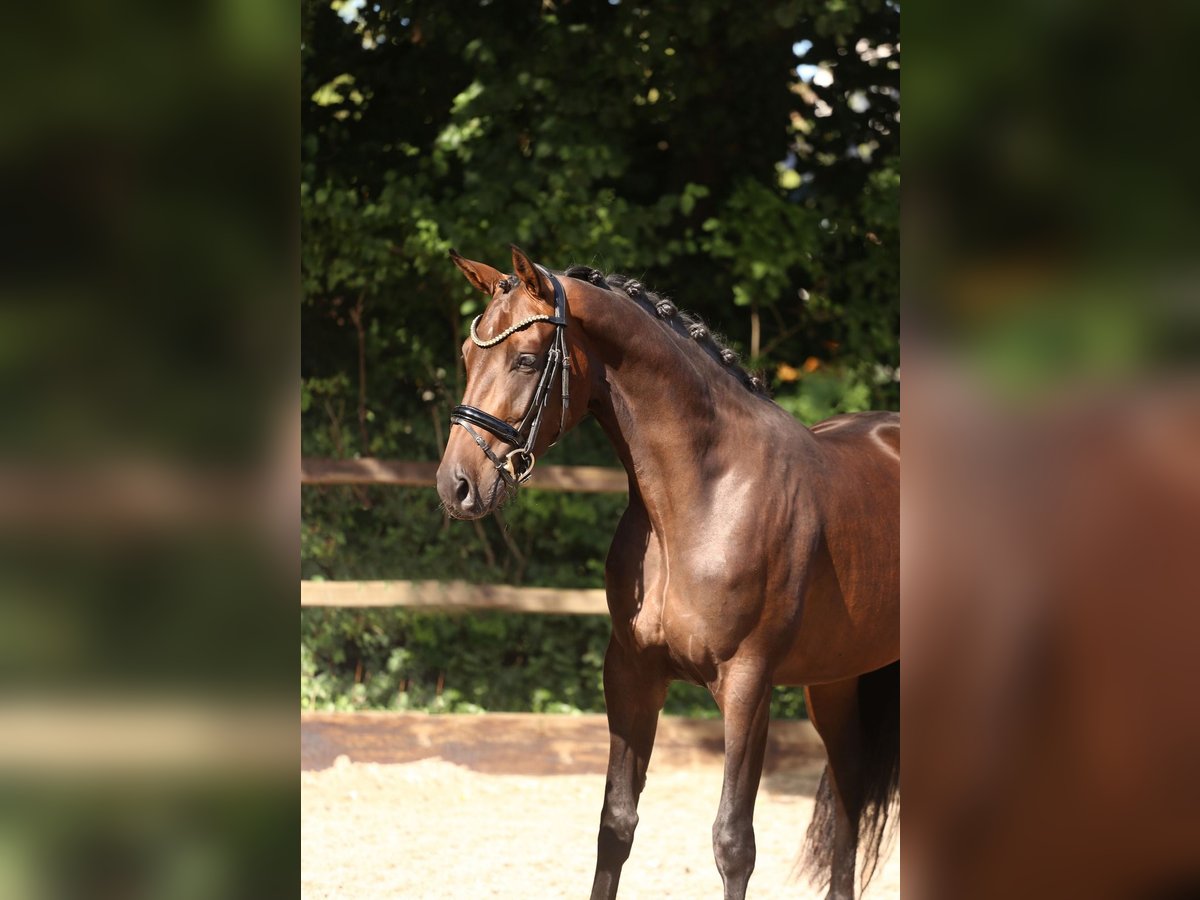KWPN Stute 3 Jahre 165 cm Dunkelbrauner in Heemskerk