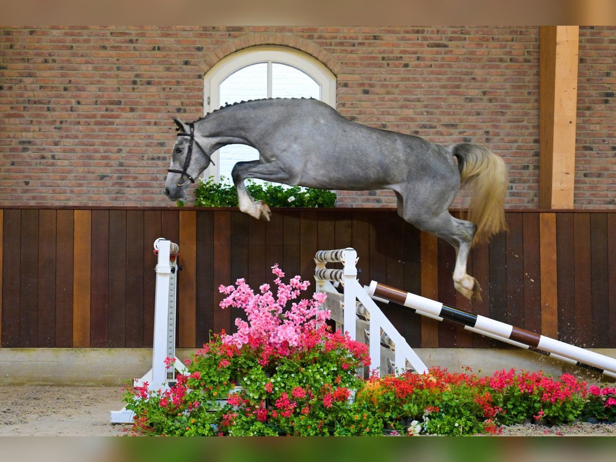 KWPN Stute 3 Jahre 165 cm Schimmel in Bladel