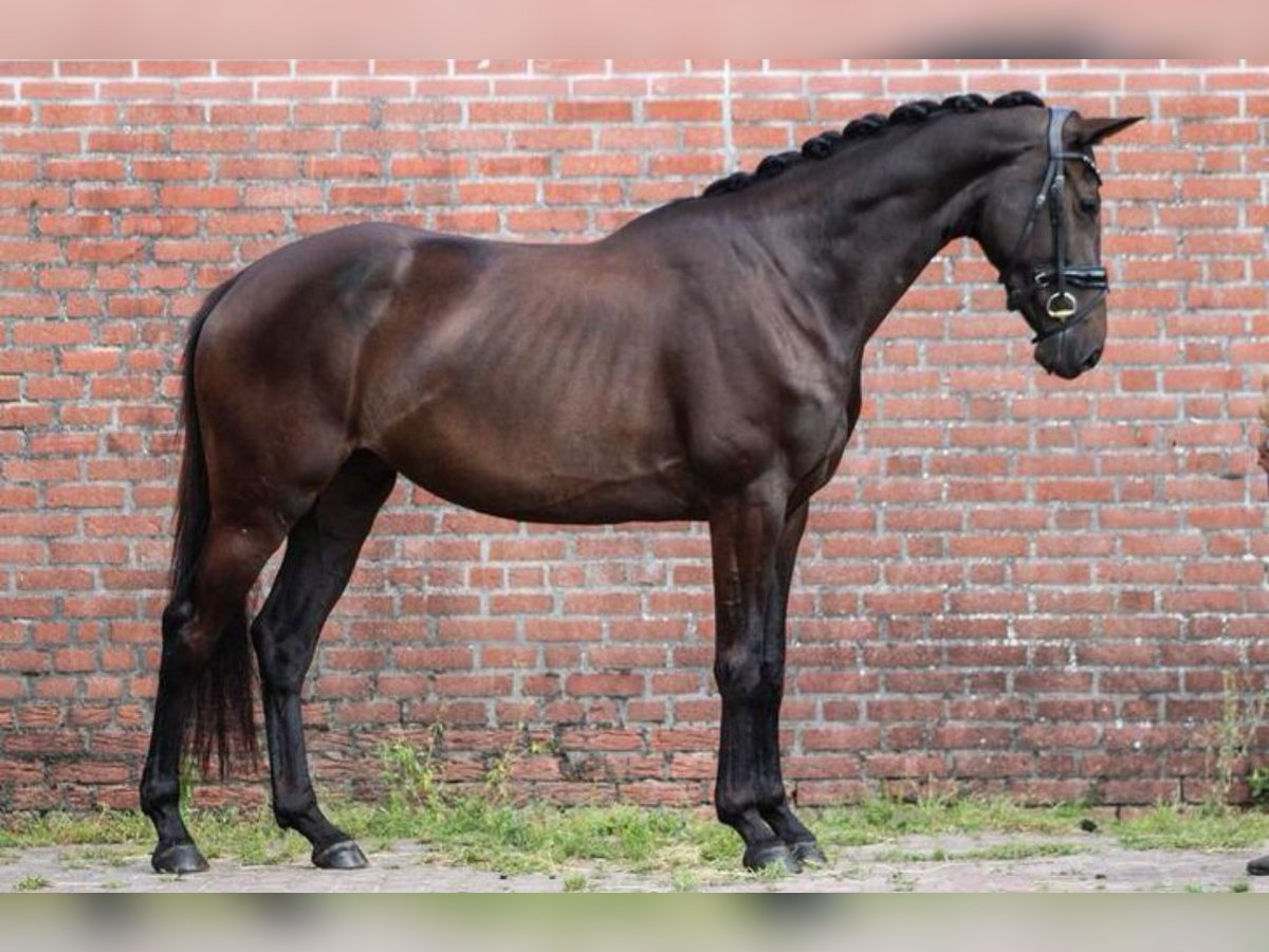 KWPN Stute 3 Jahre 165 cm Schwarzbrauner in Aarle Rikstel