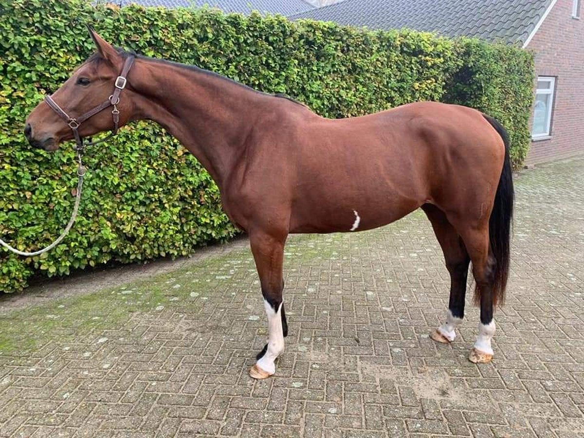 KWPN Stute 3 Jahre 167 cm Brauner in Asten