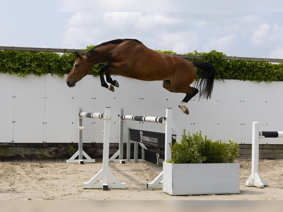 KWPN Stute 3 Jahre 167 cm Brauner in Waddinxveen