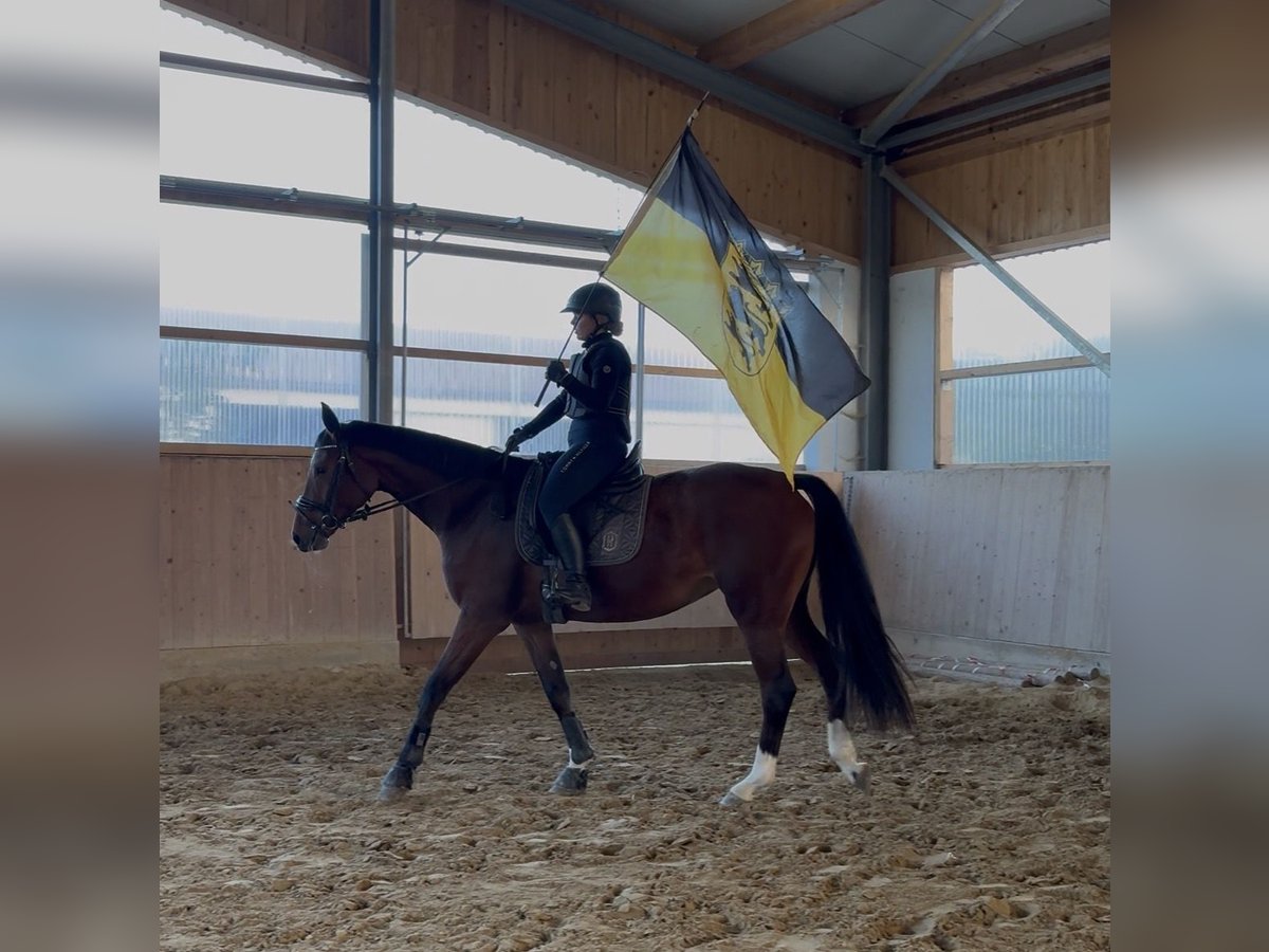 KWPN, Stute in Westerheim