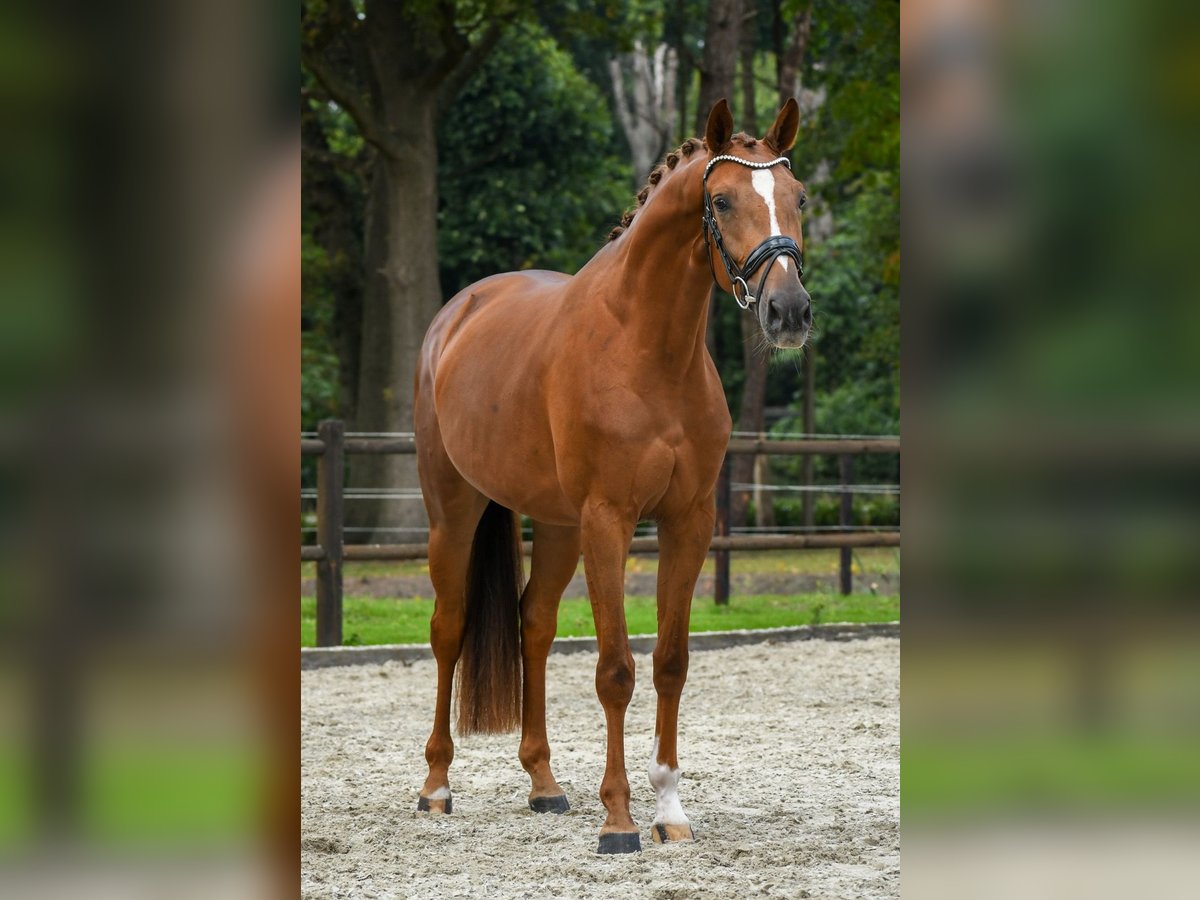 KWPN Stute 3 Jahre 167 cm Fuchs in Loon op Zand