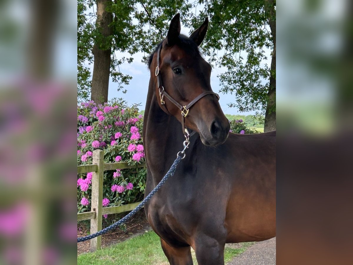 KWPN Mix Stute 3 Jahre 168 cm Dunkelbrauner in Lattrop