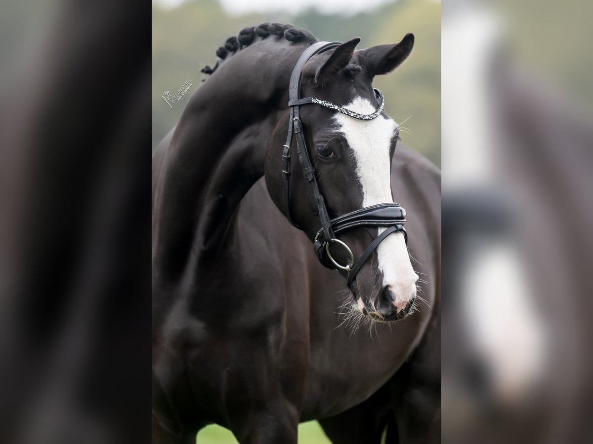 KWPN Stute 3 Jahre 168 cm Rappe in Peer