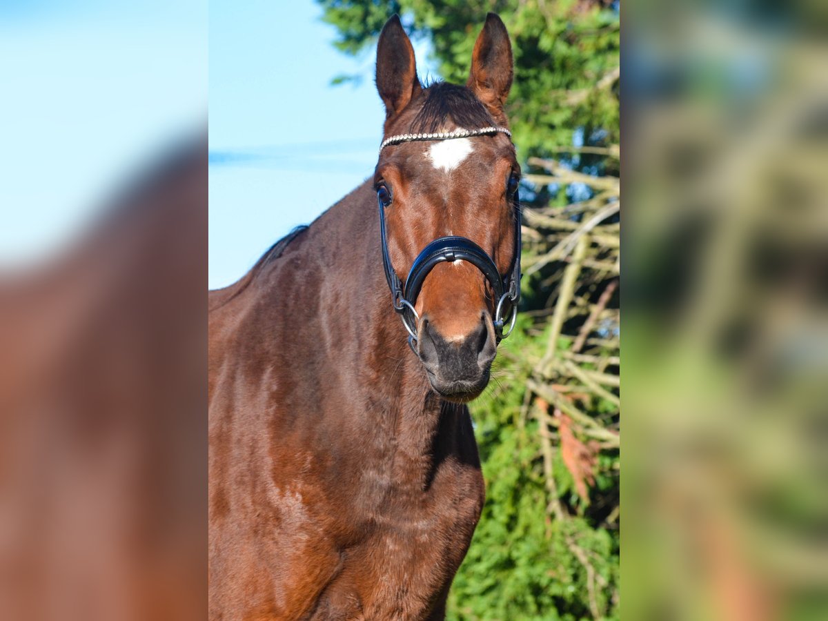 KWPN Stute 3 Jahre 169 cm Brauner in Marigny le Lozon