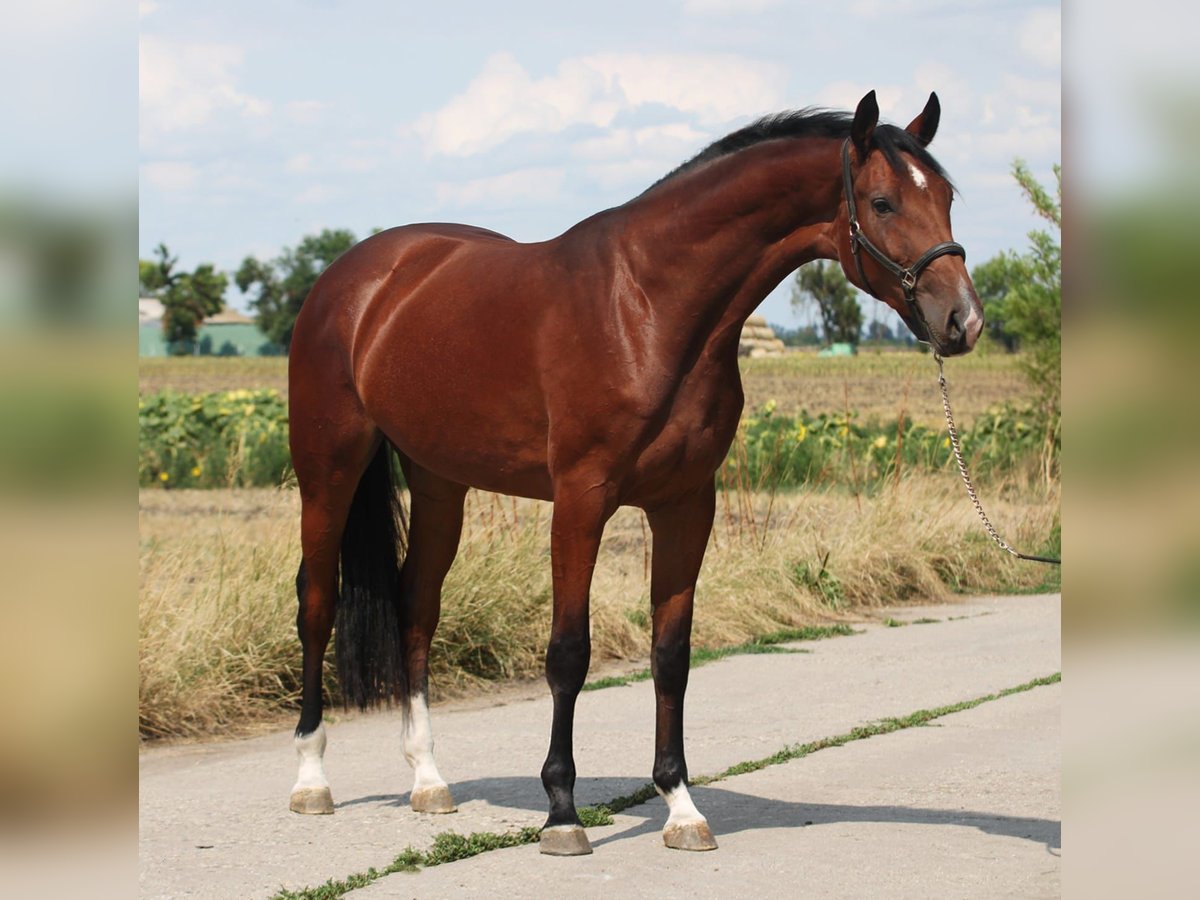 KWPN Stute 3 Jahre 171 cm Brauner in Wien, Innere Stadt