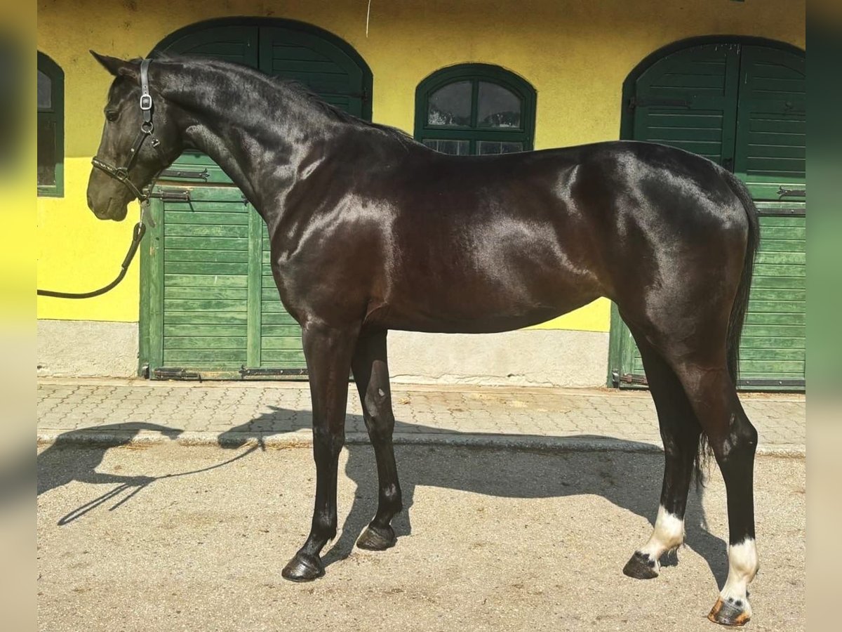 KWPN Stute 3 Jahre 171 cm Rappe in Murska Soboda