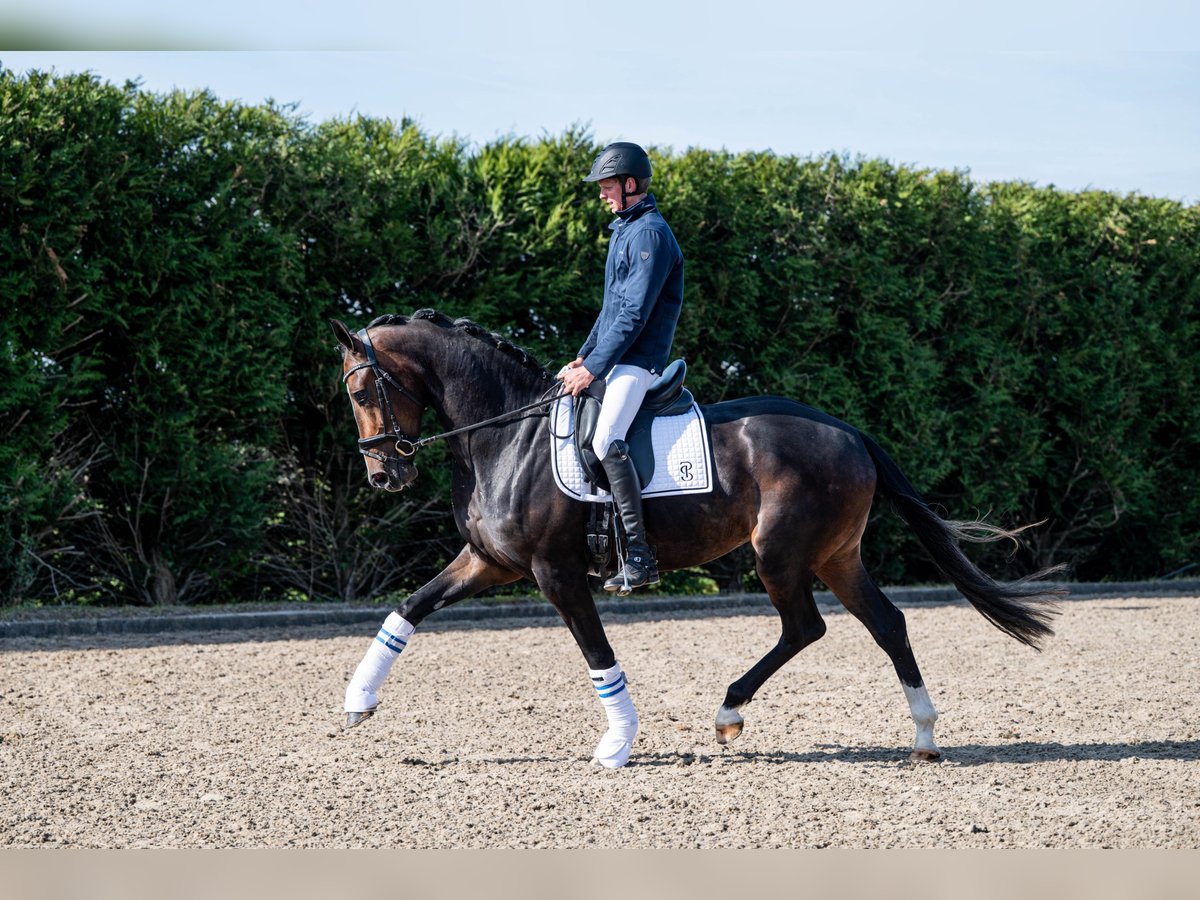 KWPN Stute 3 Jahre 171 cm Schwarzbrauner in Wijdenes