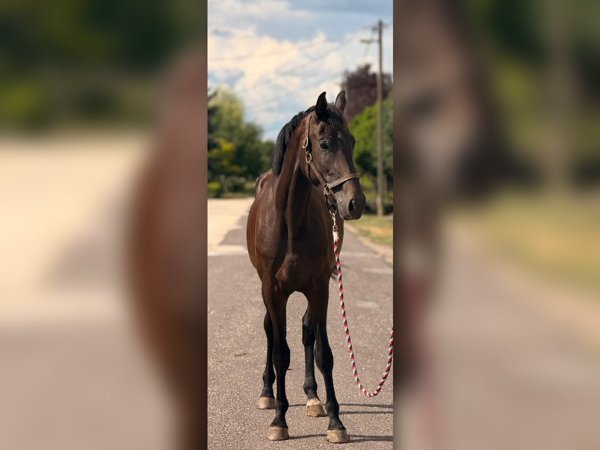 KWPN Stute 3 Jahre 174 cm Dunkelbrauner in B&#xF3;csa