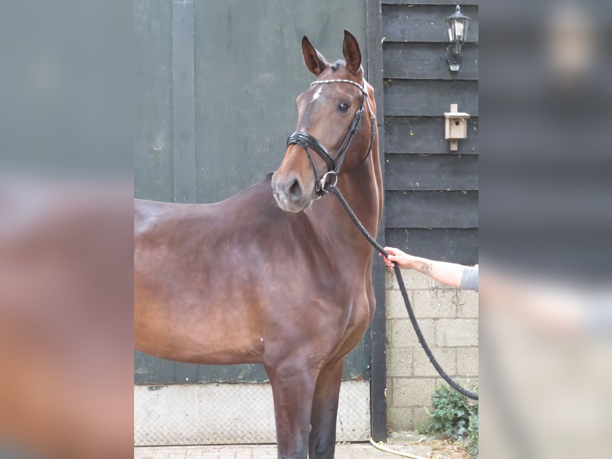 KWPN Stute 3 Jahre 180 cm Dunkelbrauner in Groot-Ammers