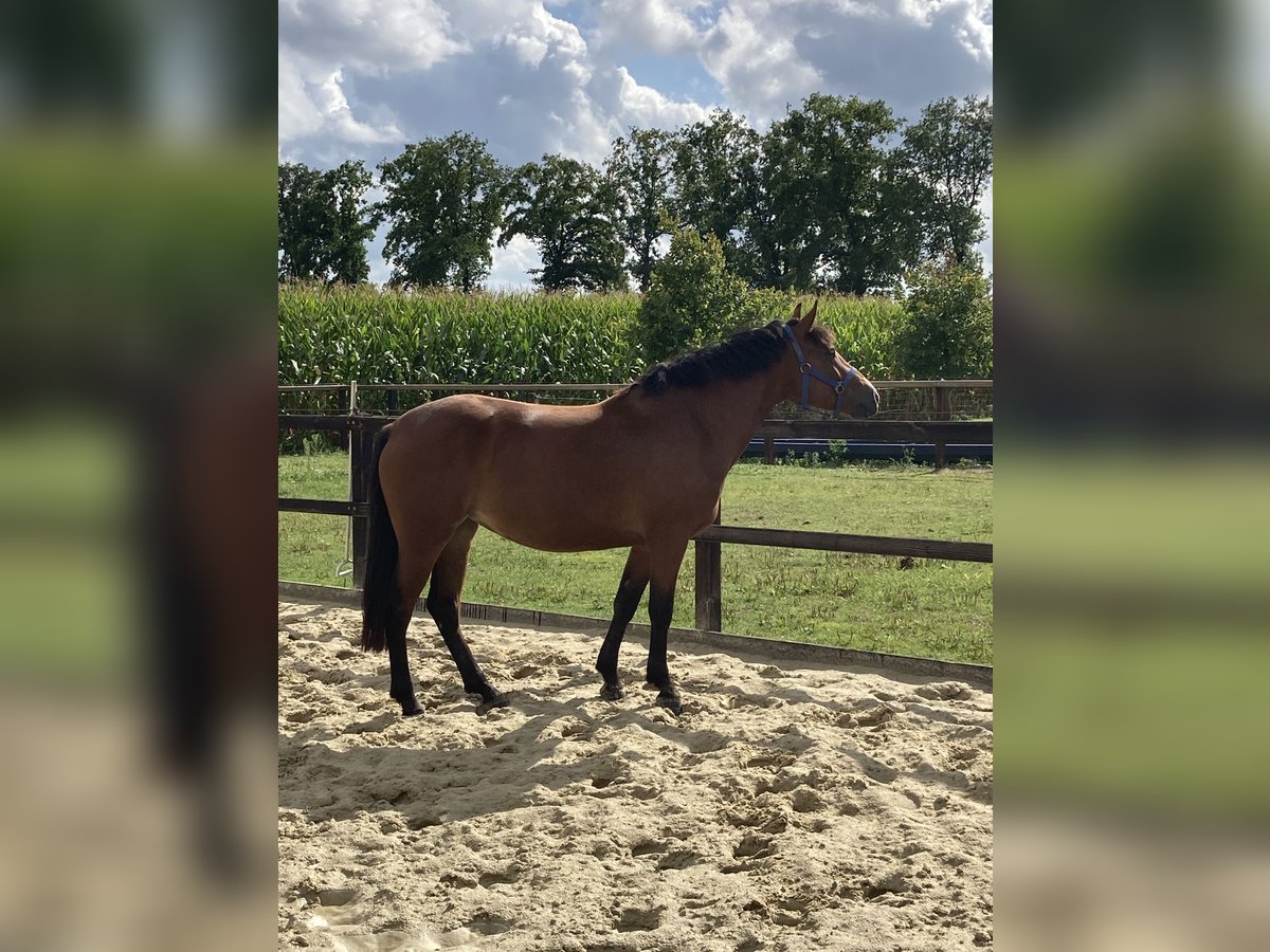 KWPN Stute 4 Jahre 147 cm Brauner in Neuried